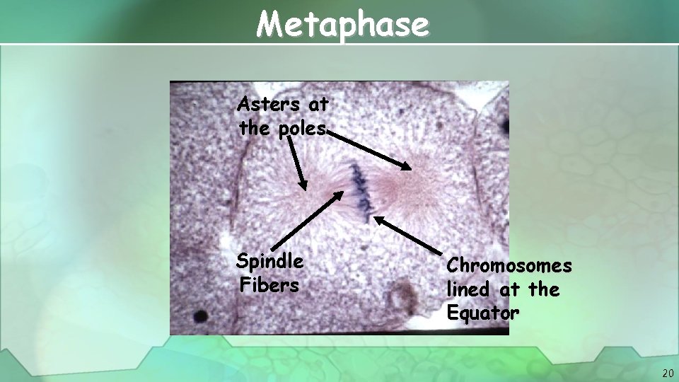 Metaphase Asters at the poles Spindle Fibers Chromosomes lined at the Equator 20 