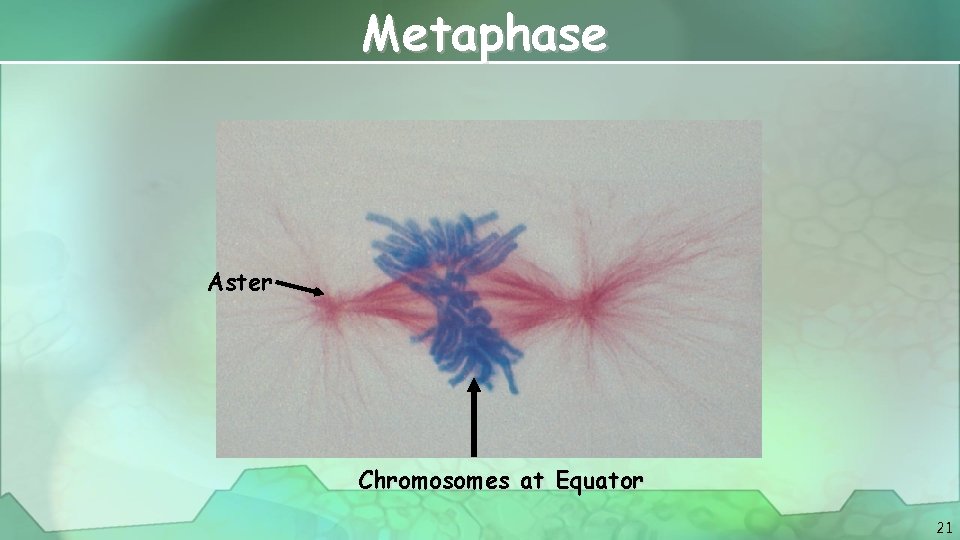 Metaphase Aster Chromosomes at Equator 21 