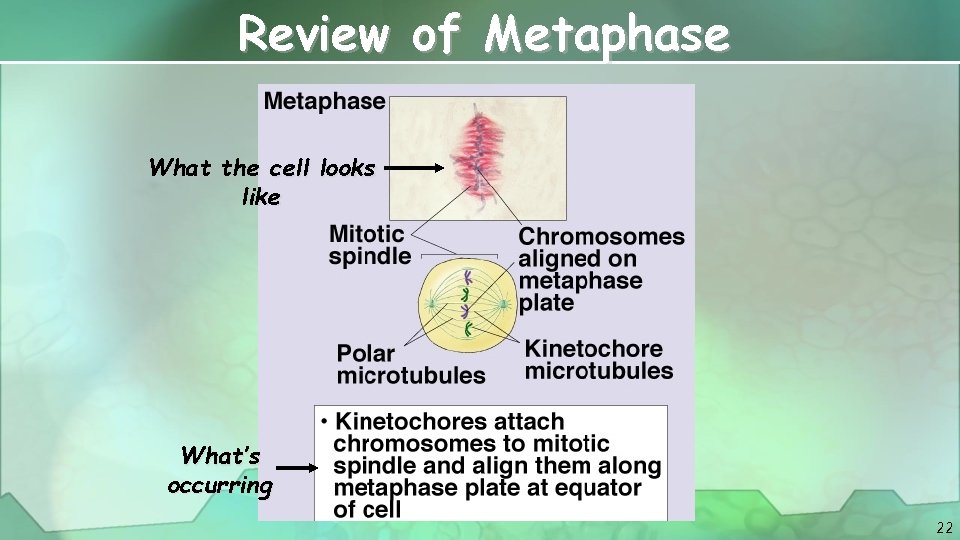 Review of Metaphase What the cell looks like What’s occurring 22 