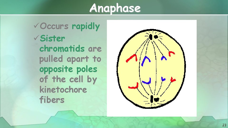 Anaphase üOccurs rapidly üSister chromatids are pulled apart to opposite poles of the cell