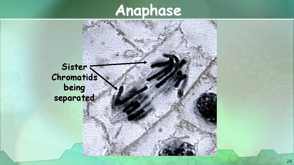 Anaphase Sister Chromatids being separated 24 