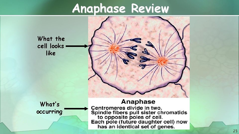 Anaphase Review What the cell looks like What’s occurring 25 