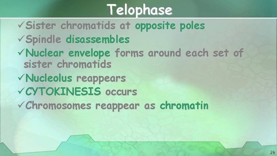 Telophase üSister chromatids at opposite poles üSpindle disassembles üNuclear envelope forms around each set