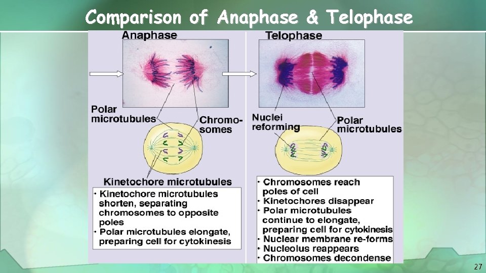 Comparison of Anaphase & Telophase 27 