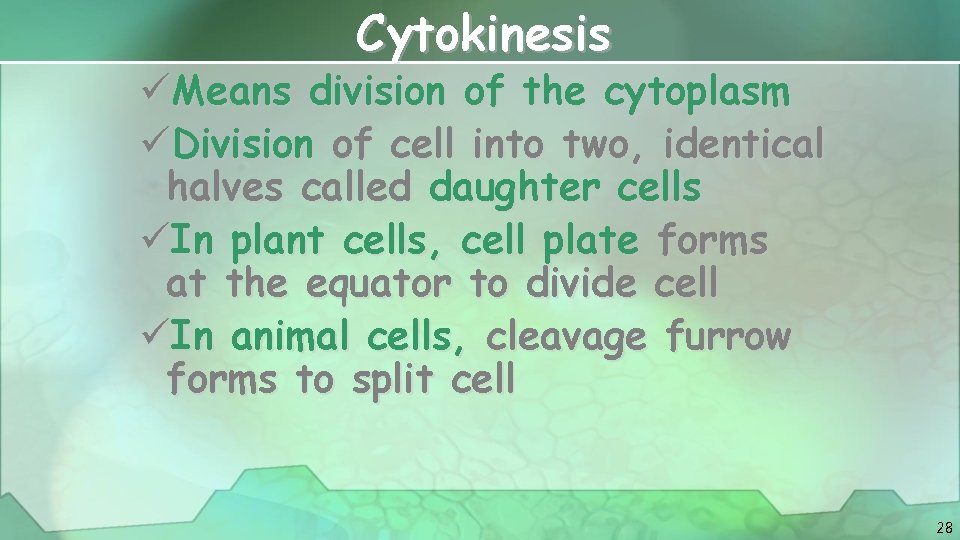 Cytokinesis üMeans division of the cytoplasm üDivision of cell into two, identical halves called