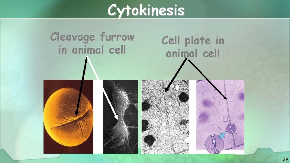 Cytokinesis Cleavage furrow in animal cell Cell plate in animal cell 29 