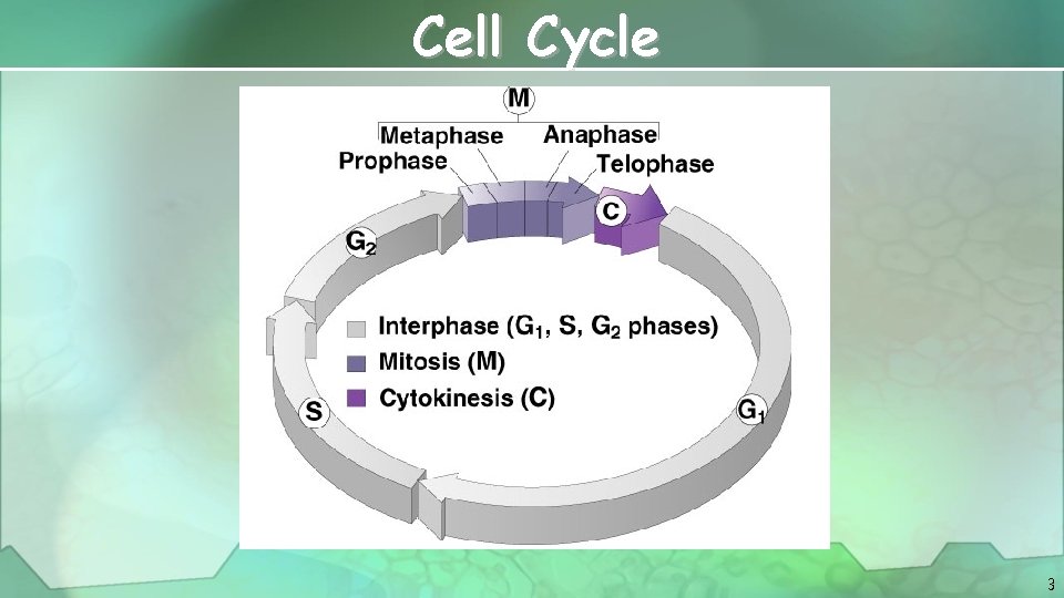 Cell Cycle 3 