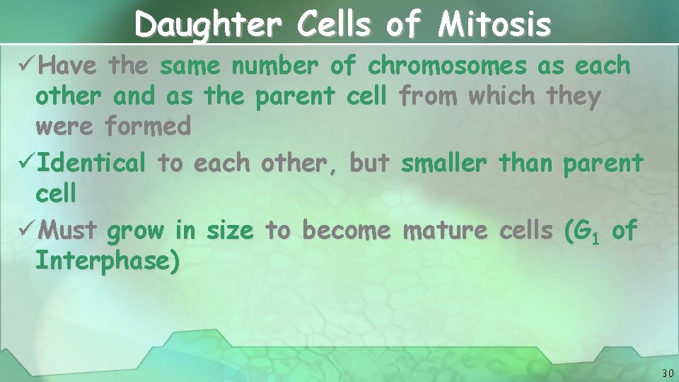 Daughter Cells of Mitosis üHave the same number of chromosomes as each other and