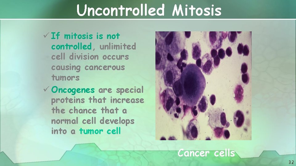 Uncontrolled Mitosis ü If mitosis is not controlled, unlimited cell division occurs causing cancerous