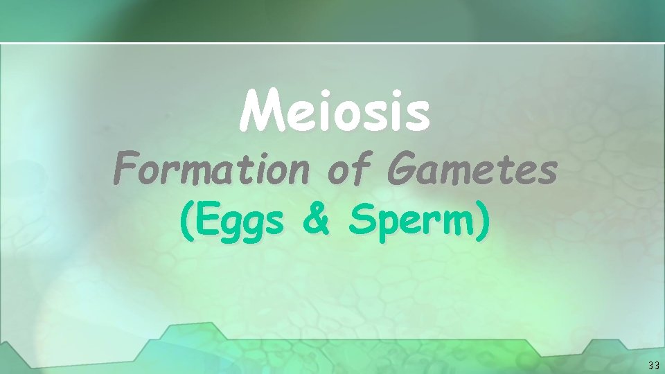 Meiosis Formation of Gametes (Eggs & Sperm) 33 