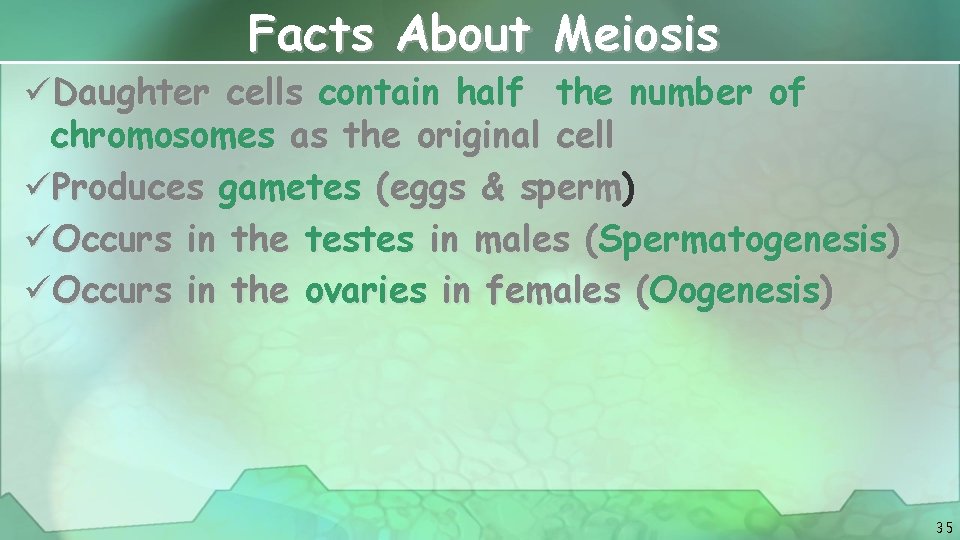 Facts About Meiosis üDaughter cells contain half the number of chromosomes as the original
