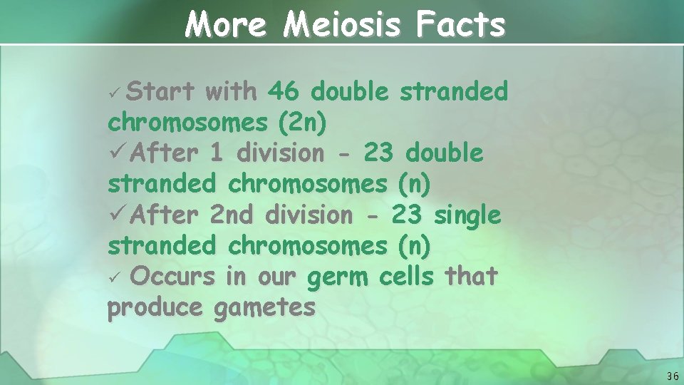 More Meiosis Facts ü Start with 46 double stranded chromosomes (2 n) üAfter 1