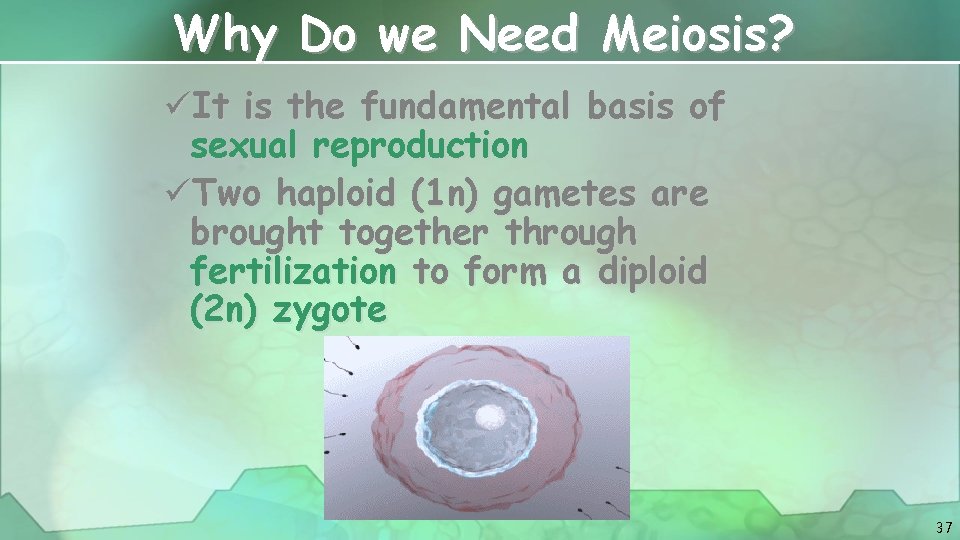 Why Do we Need Meiosis? üIt is the fundamental basis of sexual reproduction üTwo