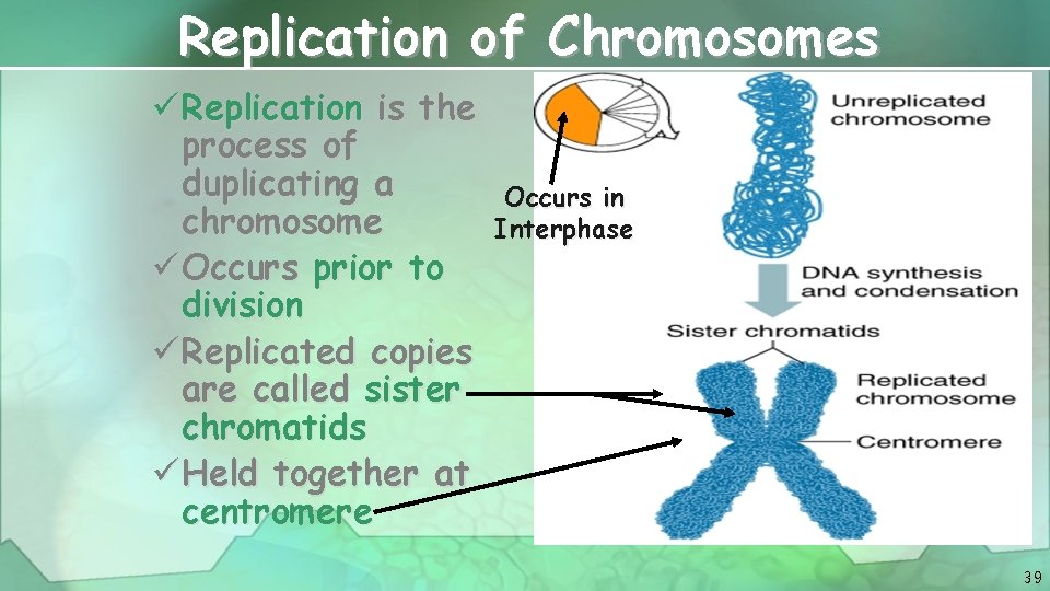 Replication of Chromosomes ü Replication is the process of duplicating a chromosome ü Occurs