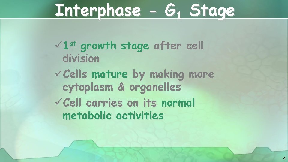 Interphase - G 1 Stage ü 1 st growth stage after cell division üCells