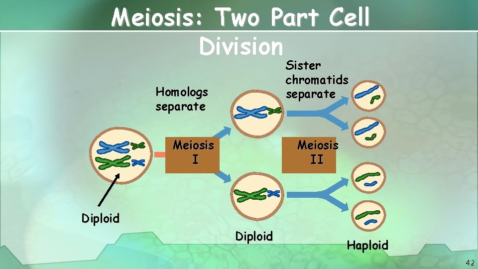 Meiosis: Two Part Cell Division Sister chromatids separate Homologs separate Meiosis II Diploid Haploid