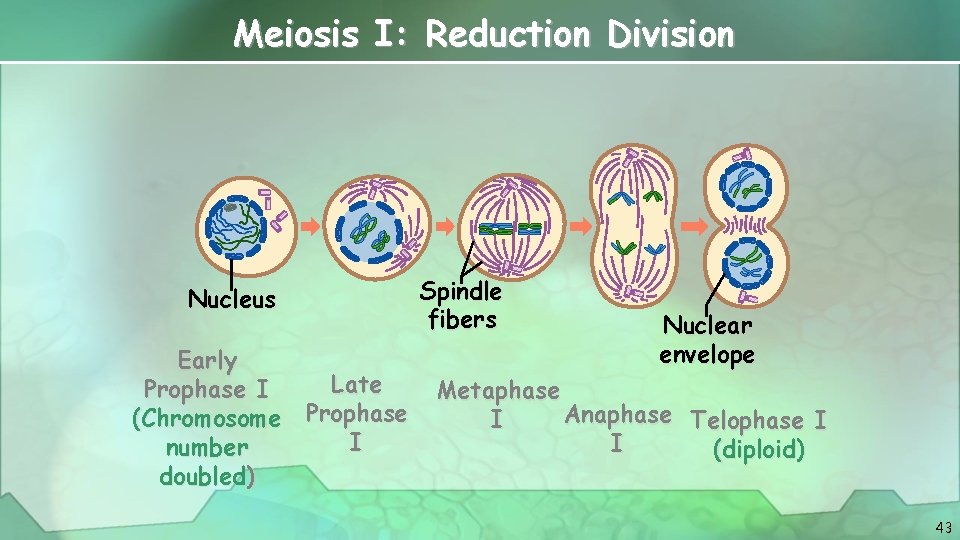 Meiosis I: Reduction Division Nucleus Early Late Prophase I (Chromosome Prophase I number doubled)