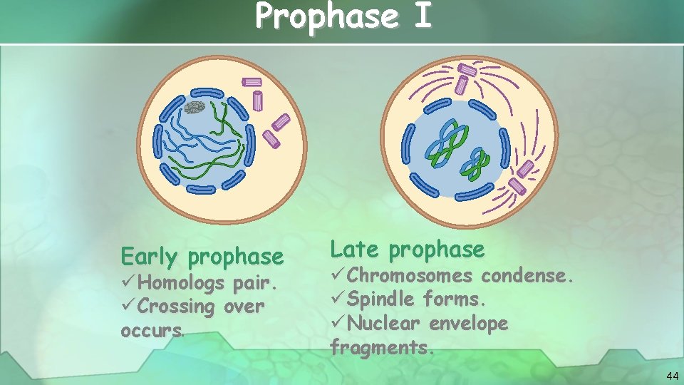 Prophase I Early prophase üHomologs pair. üCrossing over occurs. Late prophase üChromosomes condense. üSpindle