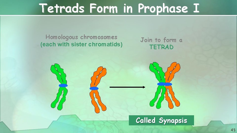 Tetrads Form in Prophase I Homologous chromosomes (each with sister chromatids) Join to form