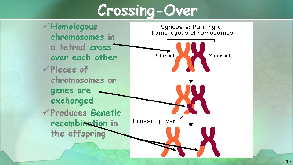 Crossing-Over ü Homologous chromosomes in a tetrad cross over each other ü Pieces of