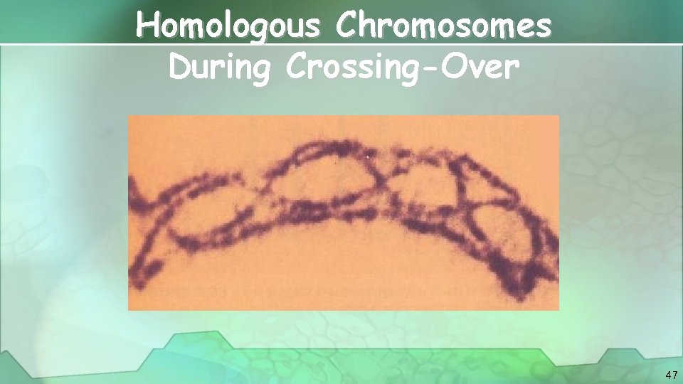 Homologous Chromosomes During Crossing-Over 47 