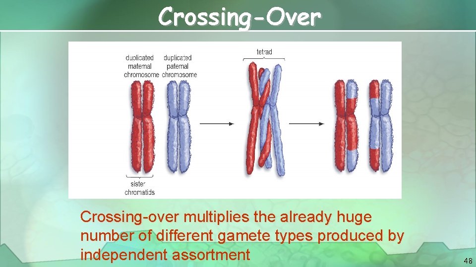 Crossing-Over Crossing-over multiplies the already huge number of different gamete types produced by independent