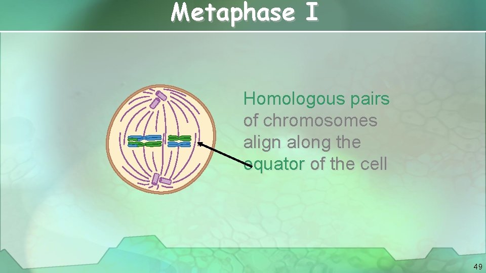 Metaphase I Homologous pairs of chromosomes align along the equator of the cell 49