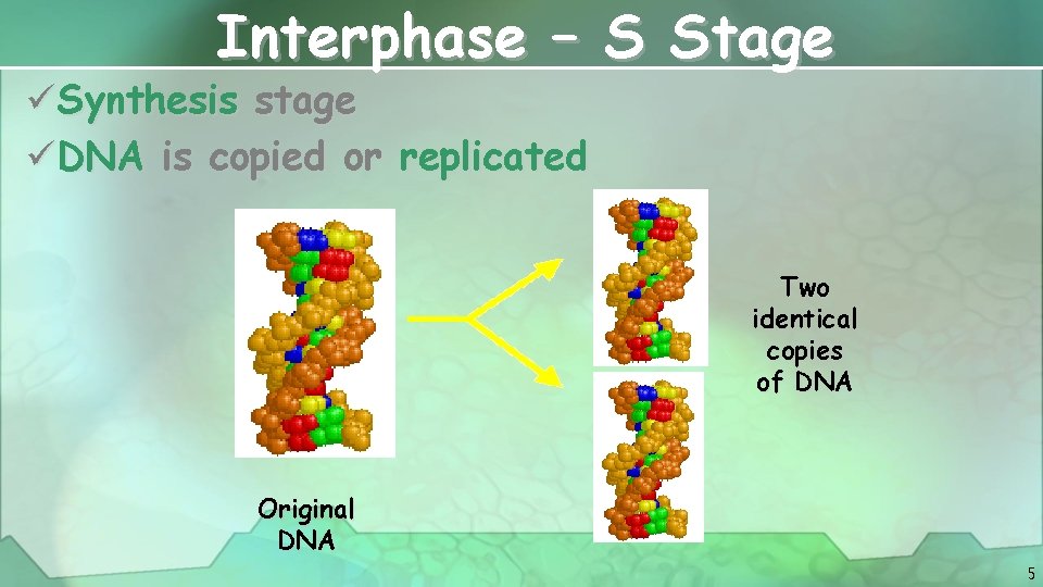 Interphase – S Stage üSynthesis stage üDNA is copied or replicated Two identical copies