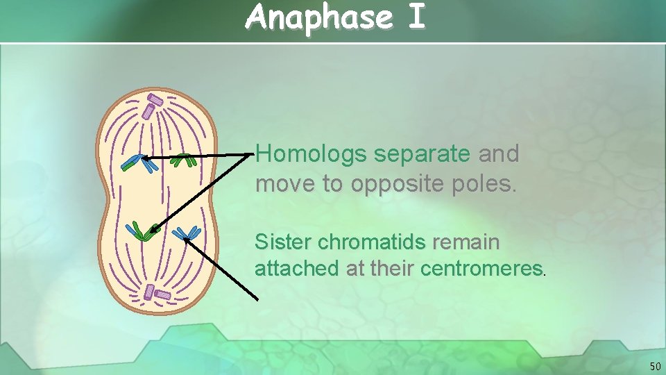 Anaphase I Homologs separate and move to opposite poles. Sister chromatids remain attached at
