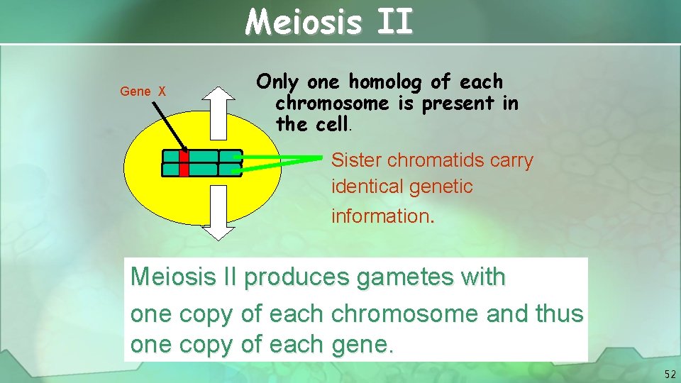 Meiosis II Gene X Only one homolog of each chromosome is present in the