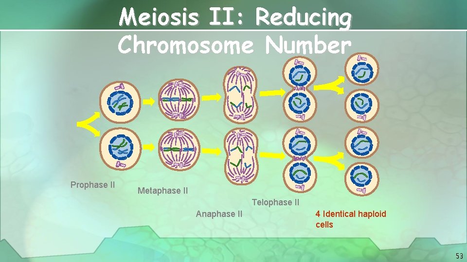 Meiosis II: Reducing Chromosome Number Prophase II Metaphase II Telophase II Anaphase II 4