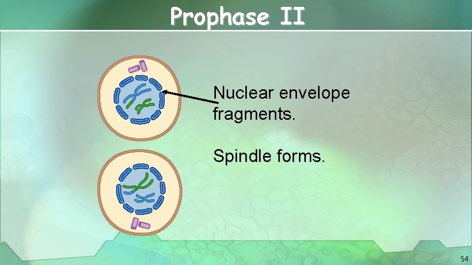 Prophase II Nuclear envelope fragments. Spindle forms. 54 