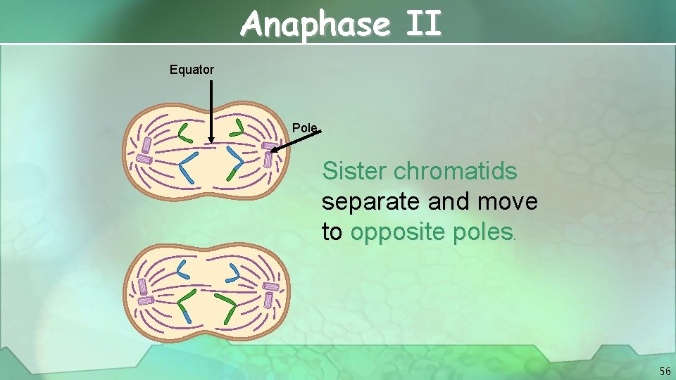 Anaphase II Equator Pole Sister chromatids separate and move to opposite poles. 56 