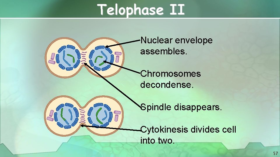 Telophase II Nuclear envelope assembles. Chromosomes decondense. Spindle disappears. Cytokinesis divides cell into two.