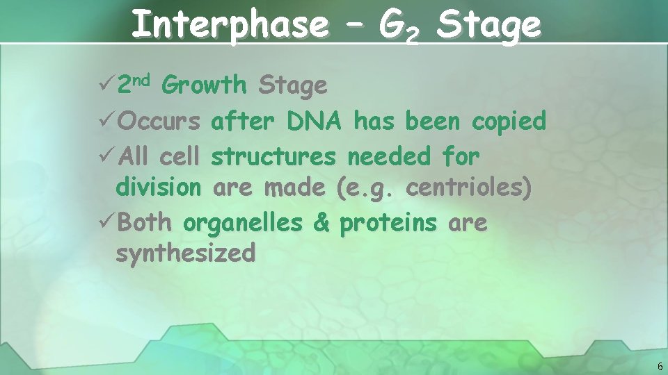 Interphase – G 2 Stage ü 2 nd Growth Stage üOccurs after DNA has