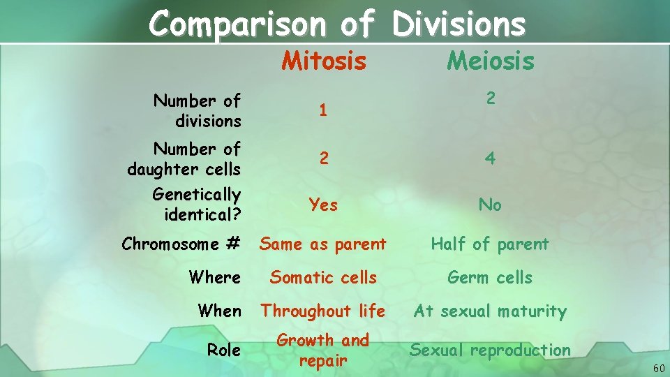 Comparison of Divisions Mitosis Number of divisions Number of daughter cells Genetically identical? 1