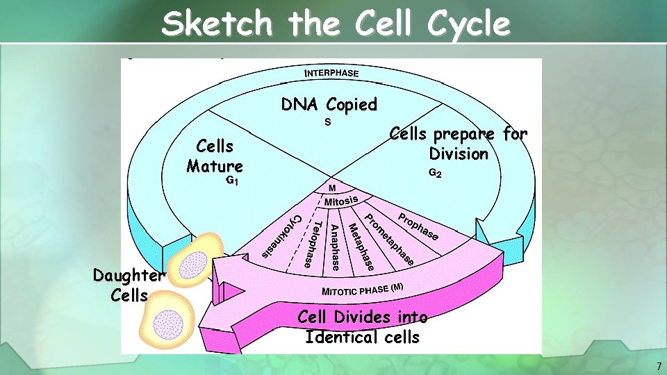 Sketch the Cell Cycle DNA Copied Cells Mature Daughter Cells prepare for Division Cell