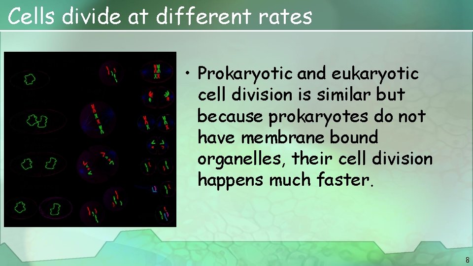 Cells divide at different rates • Prokaryotic and eukaryotic cell division is similar but