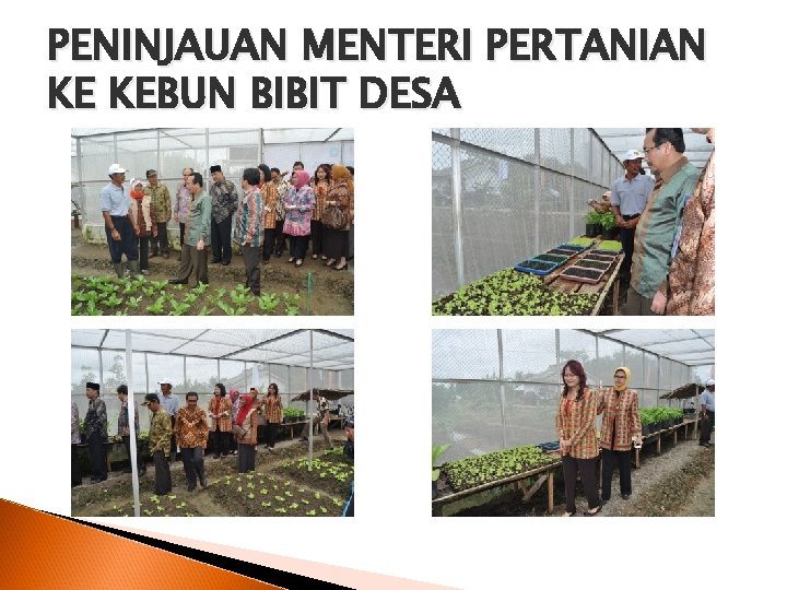PENINJAUAN MENTERI PERTANIAN KE KEBUN BIBIT DESA 
