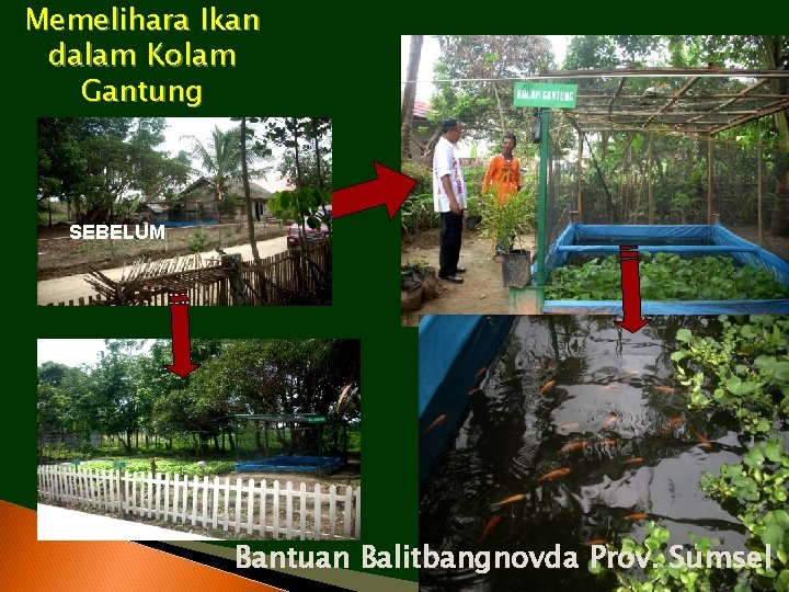 Memelihara Ikan dalam Kolam Gantung SEBELUM Bantuan Balitbangnovda Prov. Sumsel 