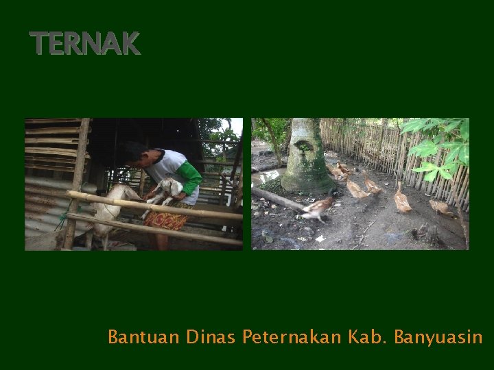 TERNAK Bantuan Dinas Peternakan Kab. Banyuasin 