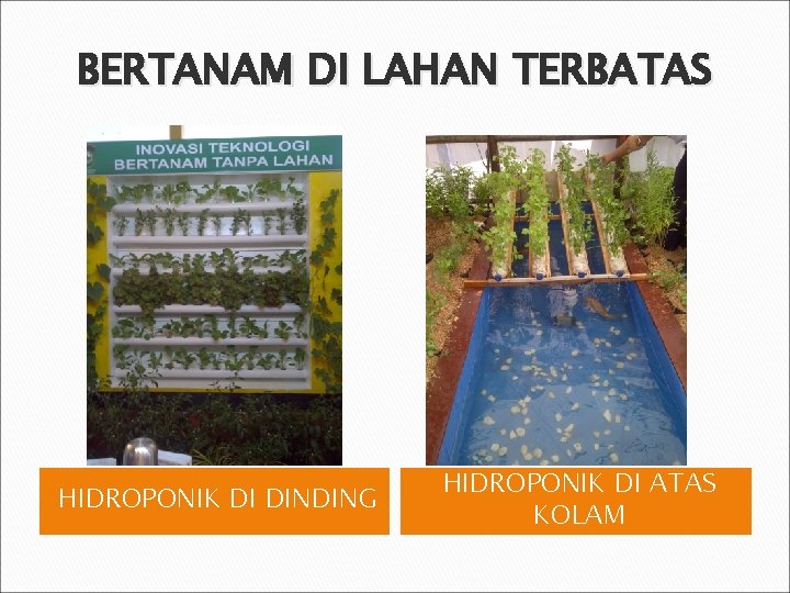 BERTANAM DI LAHAN TERBATAS HIDROPONIK DI DINDING HIDROPONIK DI ATAS KOLAM 