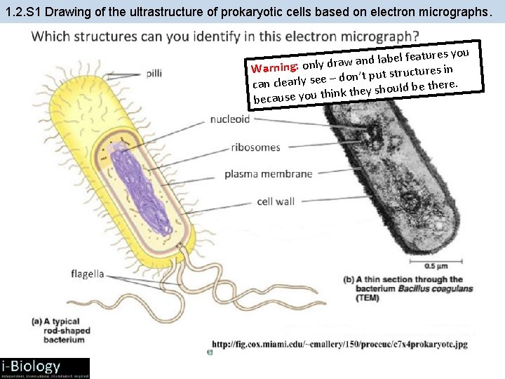 1. 2. S 1 Drawing of the ultrastructure of prokaryotic cells based on electron