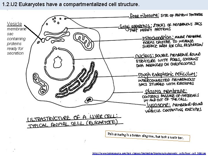 1. 2. U 2 Eukaryotes have a compartmentalized cell structure. Vesicle membrane sac containing