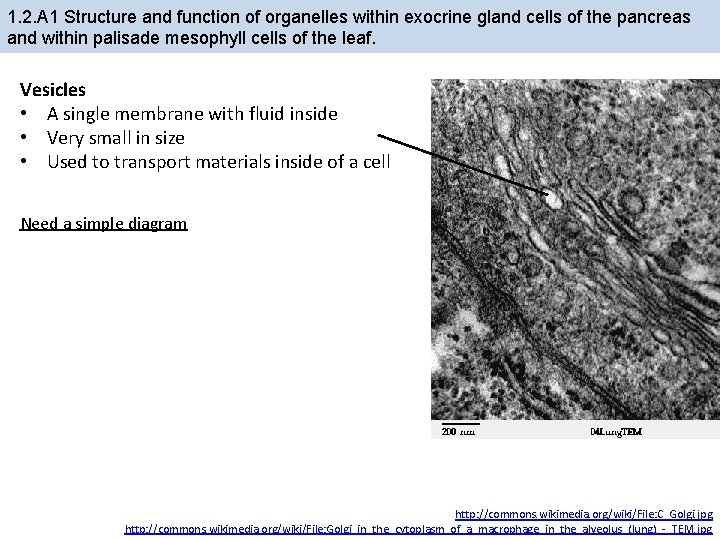 1. 2. A 1 Structure and function of organelles within exocrine gland cells of