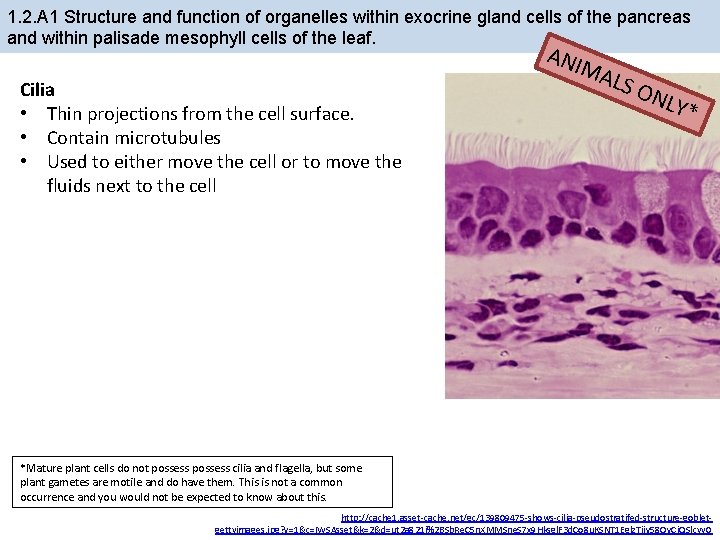 1. 2. A 1 Structure and function of organelles within exocrine gland cells of