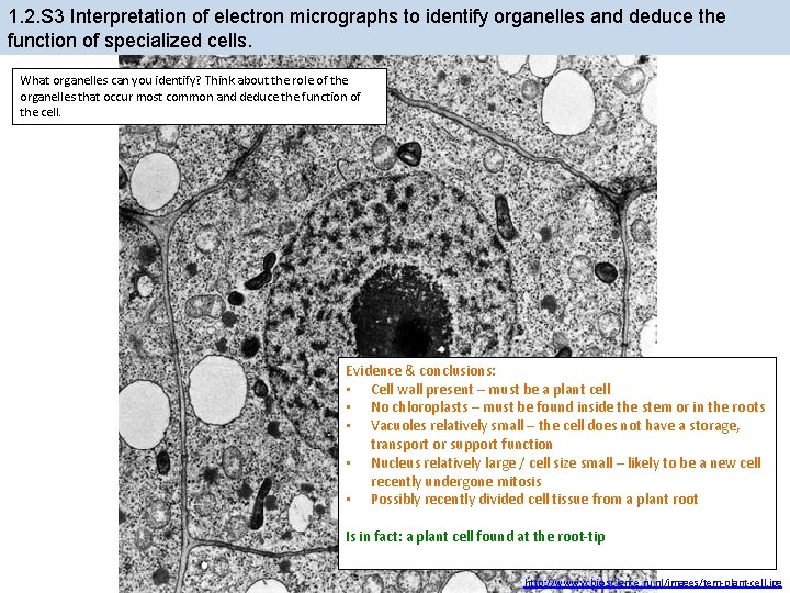 1. 2. S 3 Interpretation of electron micrographs to identify organelles and deduce the