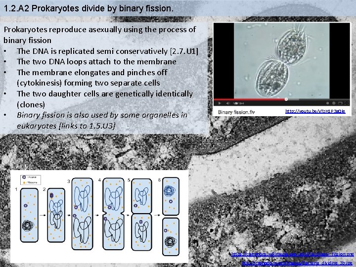 1. 2. A 2 Prokaryotes divide by binary fission. Prokaryotes reproduce asexually using the