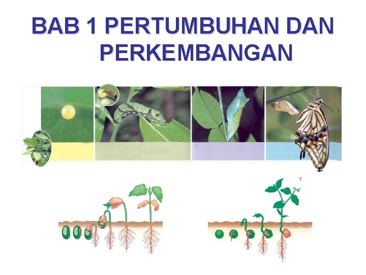 BAB 1 PERTUMBUHAN DAN PERKEMBANGAN 