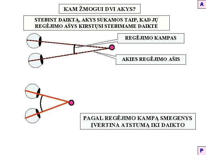 KAM ŽMOGUI DVI AKYS? A STEBINT DAIKTĄ, AKYS SUKAMOS TAIP, KAD JŲ REGĖJIMO AŠYS